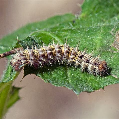 Painted Lady Caterpillar? - Vanessa cardui - BugGuide.Net | Painted lady caterpillar, Woman ...