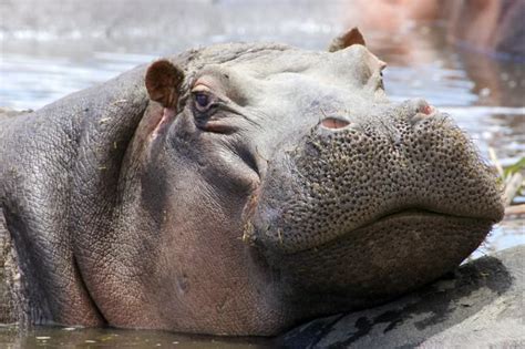 Hippo’s: Africa’s Most Dangerous Animal