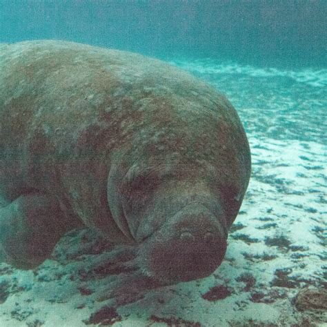 Are Manatees the Same as a Sea Cow?