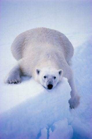 Animales En Peligro De Extinción: Oso Polar