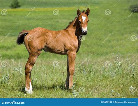 Quarter Horse Foal Royalty Free Stock Photography - Image: 5606997