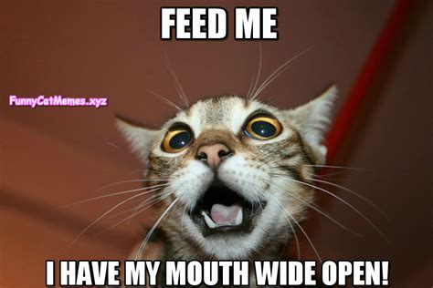 If The Cat Is Hungry You Have To Feed Her! - Funny Cat MEME