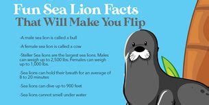 31 Strange Sea Lion Facts (2024) | FactRetriever.com