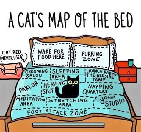 A Cat's Map of the Bed | Seltsame katzen, Katzen-memes, Katzen