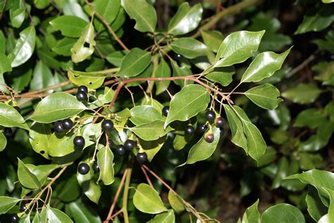 Camphor Tree: History, Identification, and Control - Alabama ...