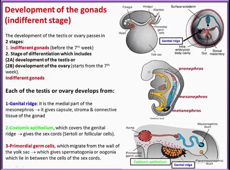 (URINARY SYSTEM) 12 Development of the gonads - YouTube