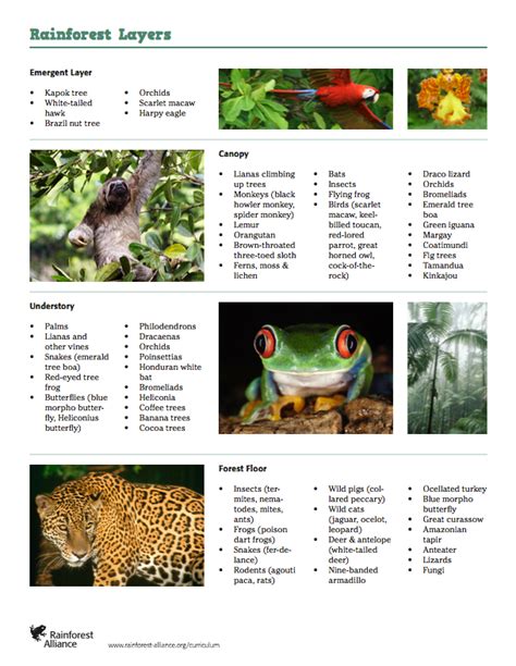 What Are the Layers of the Rainforest and What Species Inhabit Each? | Rainforest Alliance