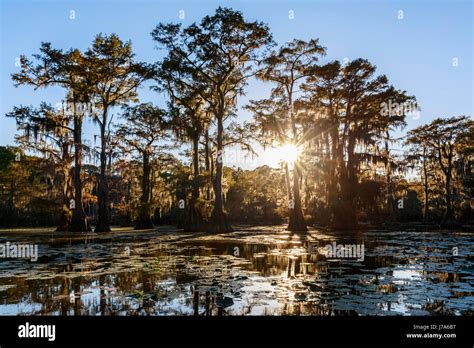 USA, Texas, Louisiana, Caddo Lake State Park, Saw Mill Pond, bald ...