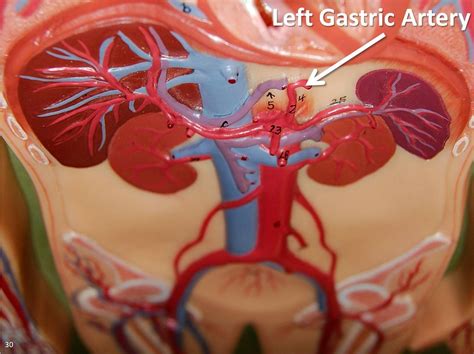 Left gastric artery - The Anatomy of the Arteries Visual G… | Flickr