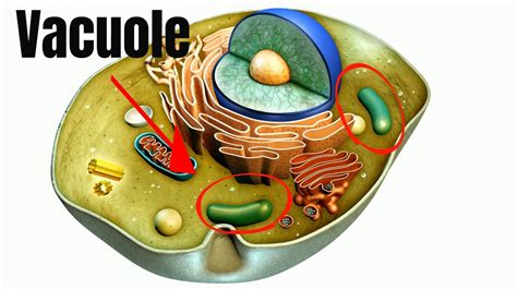 Animal cell vacuole definition