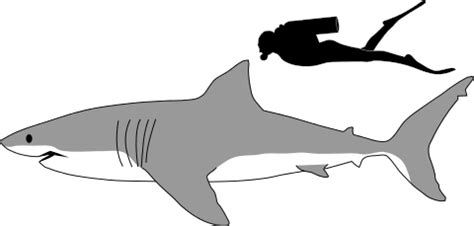Great white shark - Wikipedia