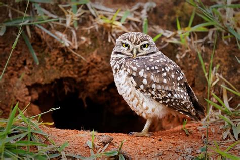 Species Spotlight: The Burrowing Owl