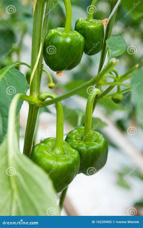 Paprika plant stock image. Image of paprika, greenhouse - 16239405