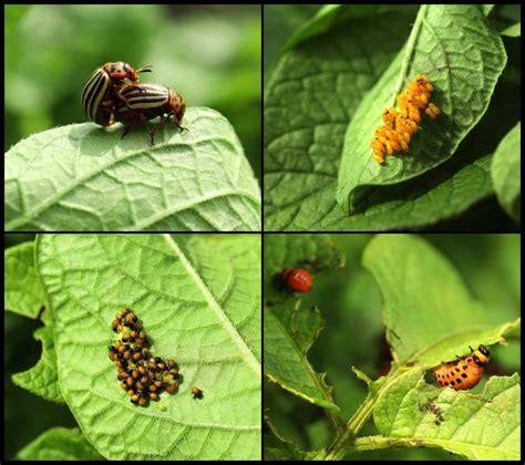 How to Get Rid of Potato Beetles (Bugs) | Planet Natural