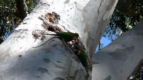 Bird Rainbow Lorikeet Nature - Free video on Pixabay