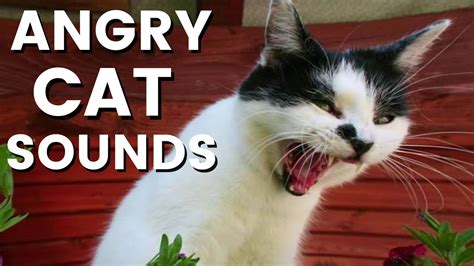 12 Hours of Angry Cat Sounds ~ SCARY ~ Ultra Fast Speed - YouTube