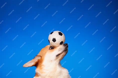Premium Photo | Cute Welsh Corgi Pembroke dog holding a soccer ball on his head against a blue ...