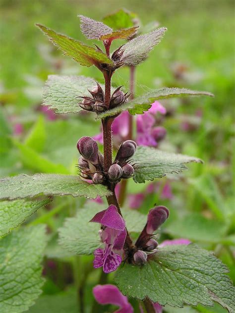 Lamium maculatum - Spotted Dead Nettle | World of Flowering Plants