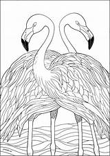 Two Symmetrical Flamingos  Bird Coloring Pages For Adults sketch template