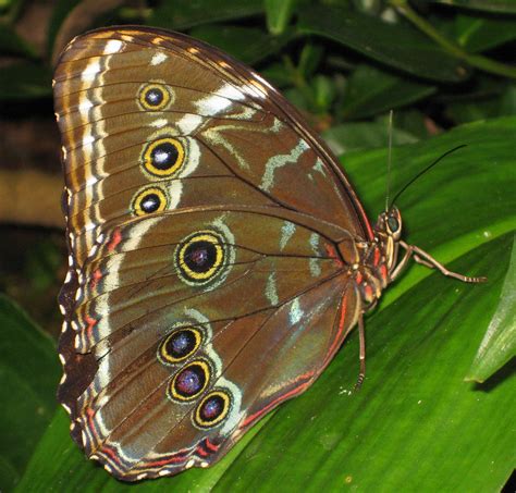 Butterfly Rainforest (4-Shot Series) | Butterfly Rainforest … | Flickr