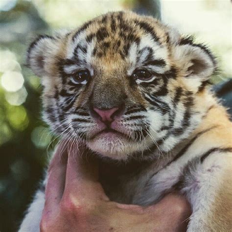 Special Purchase 10/19/16 a tiger swim with photo package during 10/19-11/29/16 and add baby ...