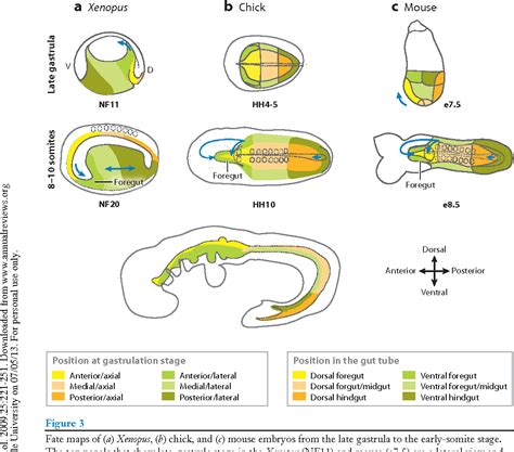 Figure 3 from Vertebrate endoderm development and organ formation. | Semantic Scholar