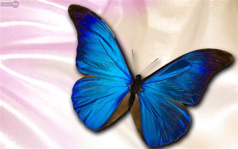 Blue Butterfly Wallpaper HD | PixelsTalk.Net
