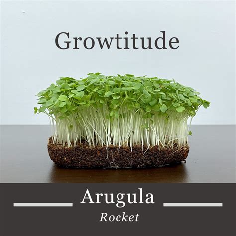 Arugula Seeds – Growtitude