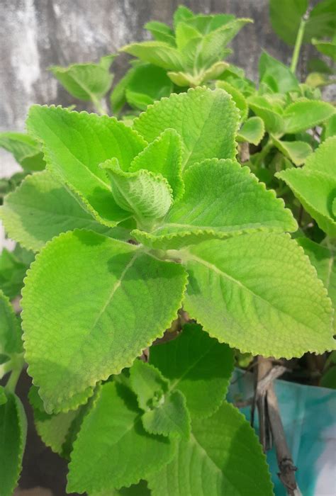 Ajwain/ Mexican mint | Plants, Ajwain plant, Plant leaves