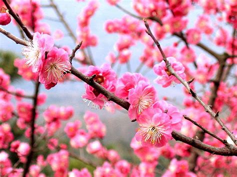 Halcyon Days: Ume Apricot Tree Blooming in January