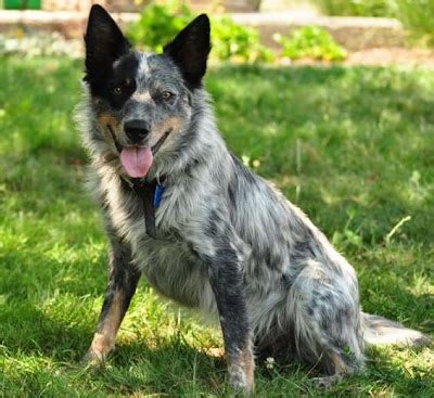 About Australian Cattle Dog: Training Your Australian Cattle Dog to ...