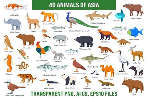 Animals of Asia Collection