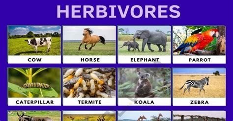 Herbivore: List of Herbivore Animals with Interesting Facts • 7ESL | Animals, Herbivore, Herbivores