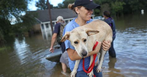 Rescuers Save Hundreds Of Animals Following Louisiana Floods | HuffPost