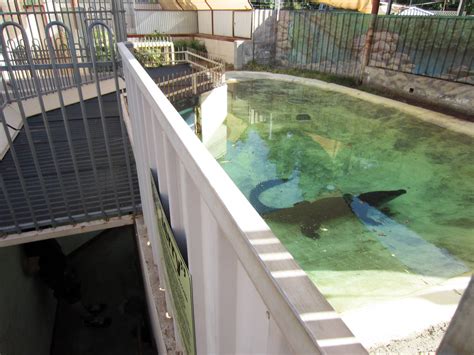 Saltwater Crocodile enclosure - ZooChat