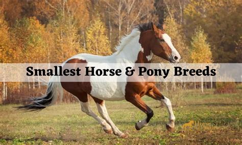 Smallest Horse & Pony Breeds | Horse Saddle Shop