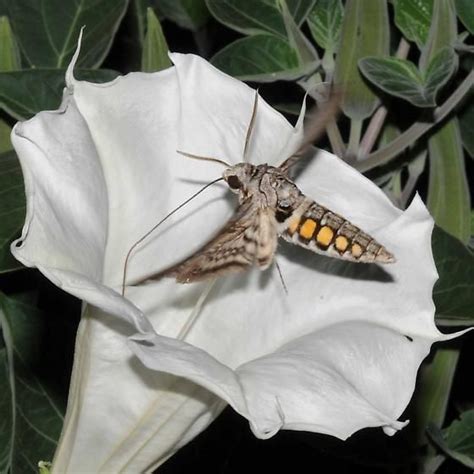 Manduca quinquemaculata - Five-spotted Hawk Moth - Manduca ...