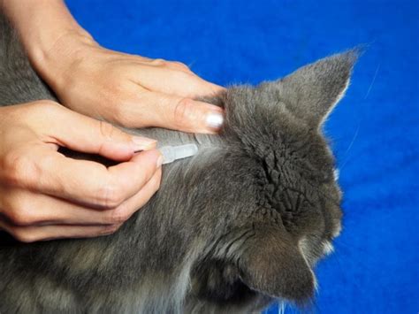 Preventing Fleas on Cats: Methods and Tips | Great Pet Care