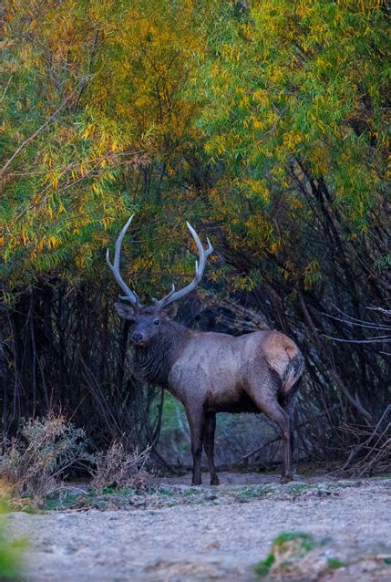 Photos Mongolia | Conservation Photography | Photo Tours and Workshops in Mongolia