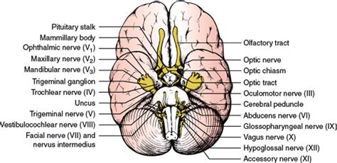 Optic Chiasm Anatomy - Anatomical Charts & Posters