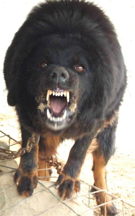 tasaweer: Tibetan Mastiff