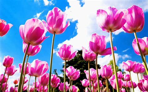 Pink Tulips Wallpapers - Wallpaper Cave