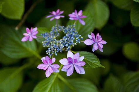 梅雨の花