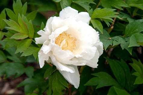 Itoh Peony Plant: Care and Growing Guide