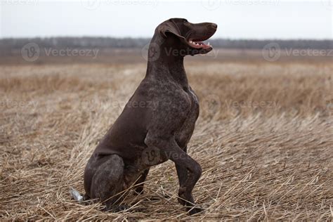 Pointer hunting dog 3424230 Stock Photo at Vecteezy