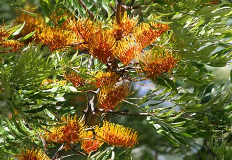 Grevillea Robusta 16" Pot - Hello Hello Plants & Garden Supplies