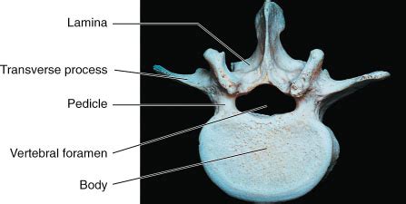 lamina arcus vertebrae