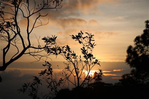 Premium Photo | Tree branch with leaves and sunset colorful and ...