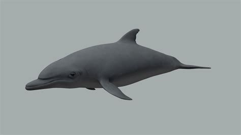 Bottlenose dolphin - Download Free 3D model by CARI'MAM (@CARIMAM ...