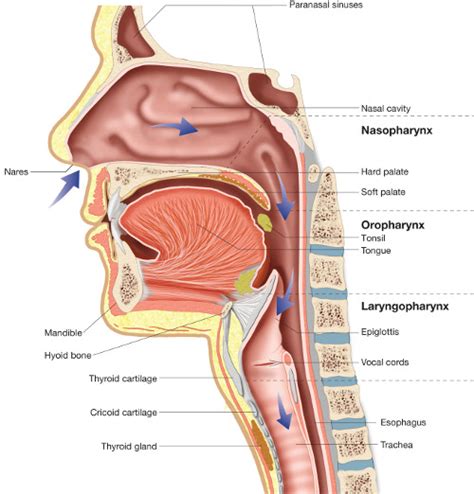 Nasopharyngeal Airway In Brain